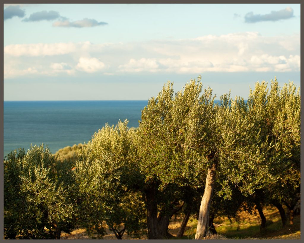 frantoio oleario giocondo san vito chietino